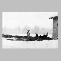 074-0041 Ein Hirsch hinter den Stallungen auf Gut Jodeken im Winter 1938-39.jpg